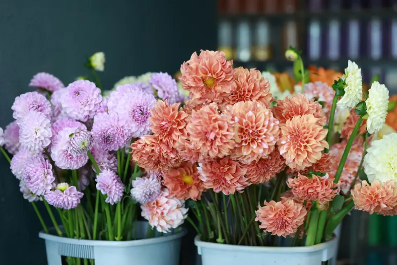 桶子裡成束的彩色菊花