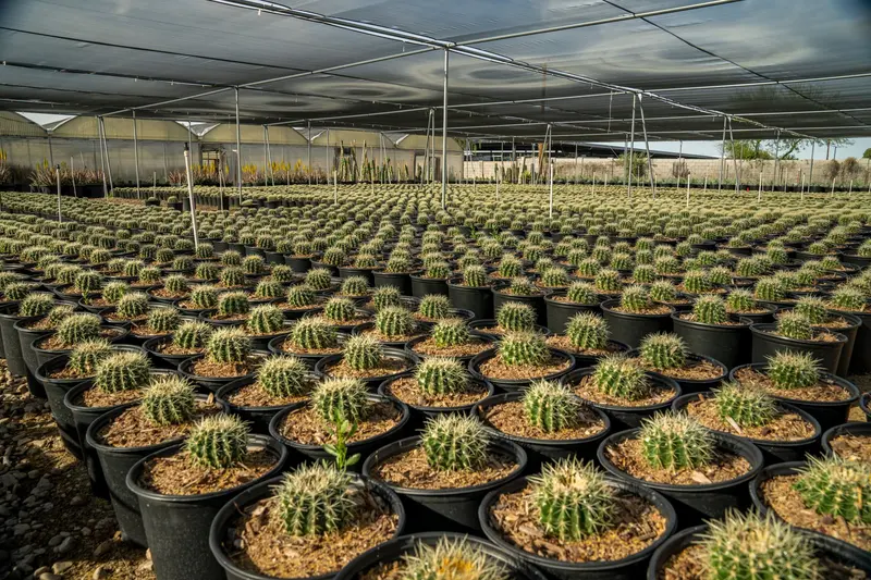 溫室裡成排的仙人掌盆栽