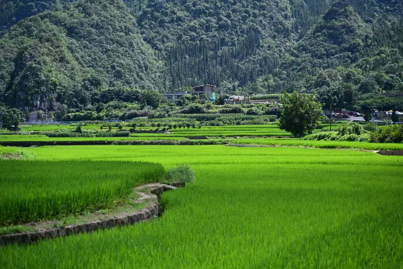 層層梯田的綠色稻田