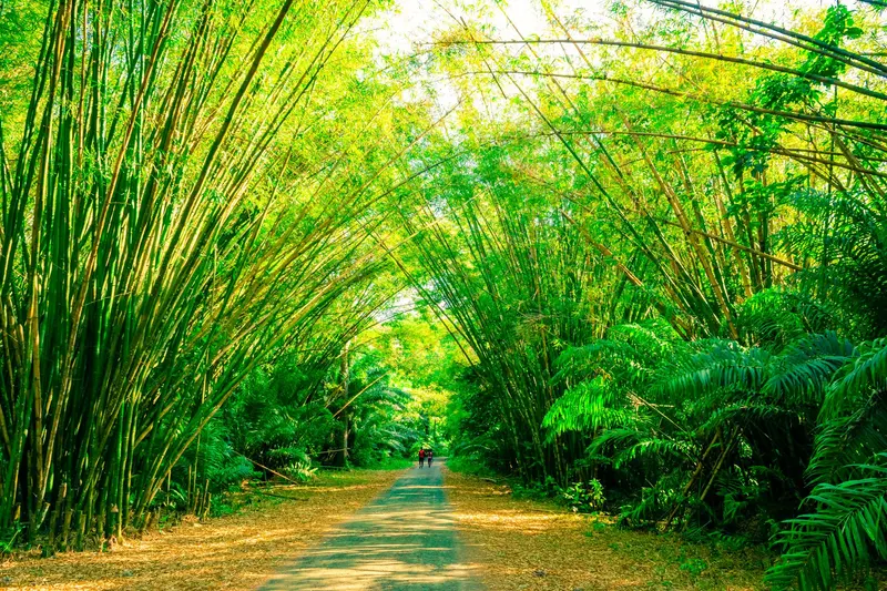 竹林間的木棧步道