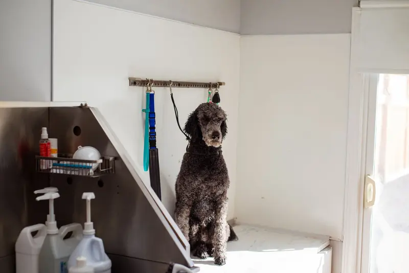 美容台上的貴賓犬