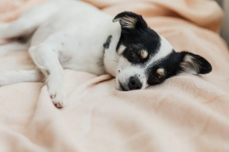 趴著休息的黑白色犬