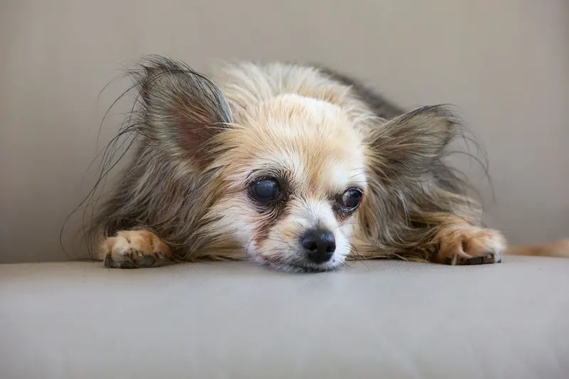 趴著休息的長毛小型犬